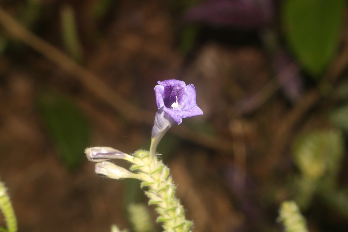 Strobilanthes auriculata var. dyeriana (Mast.) J.R.I.Wood